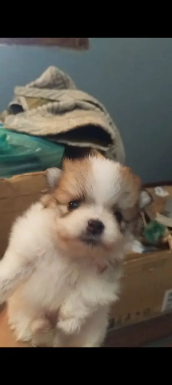 Cachorrinho filhote Spitz  - Foto 2