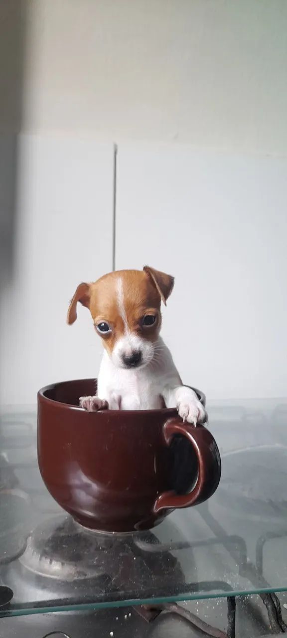 Lindo Filhote de pinscher tam 1. 