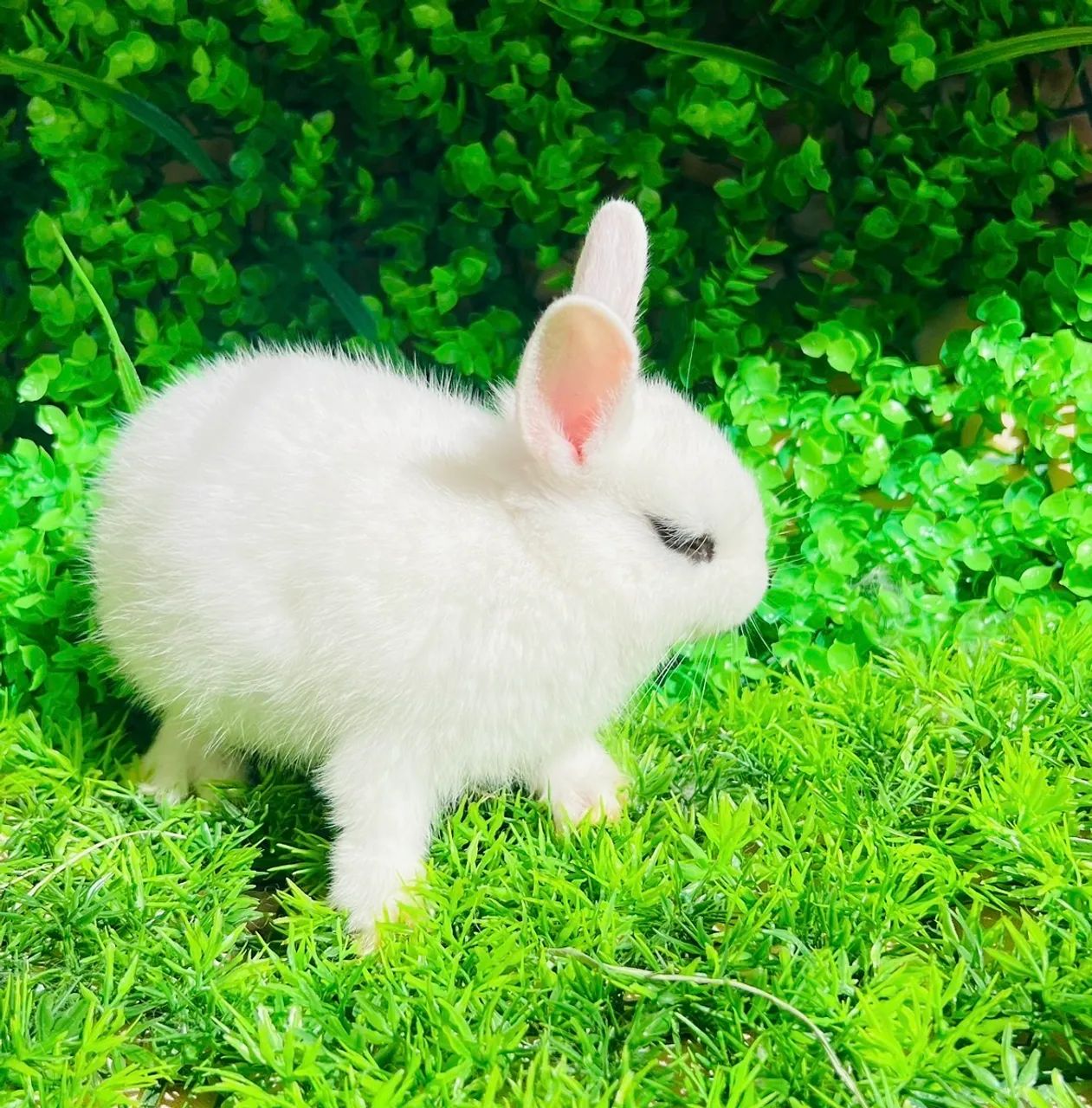 Mini Coelhos - Foto 4