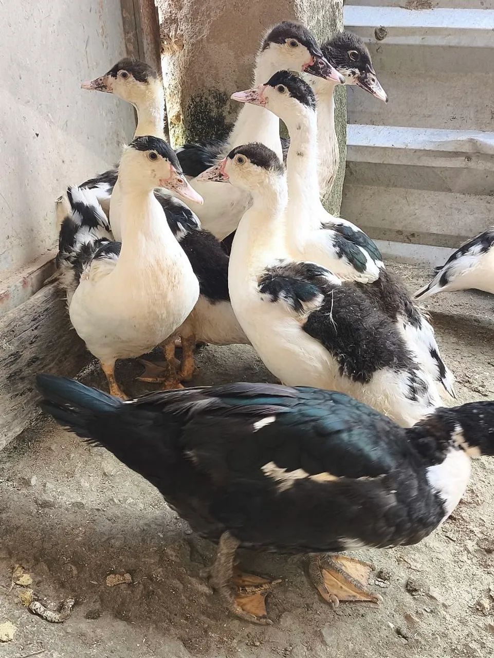Patos