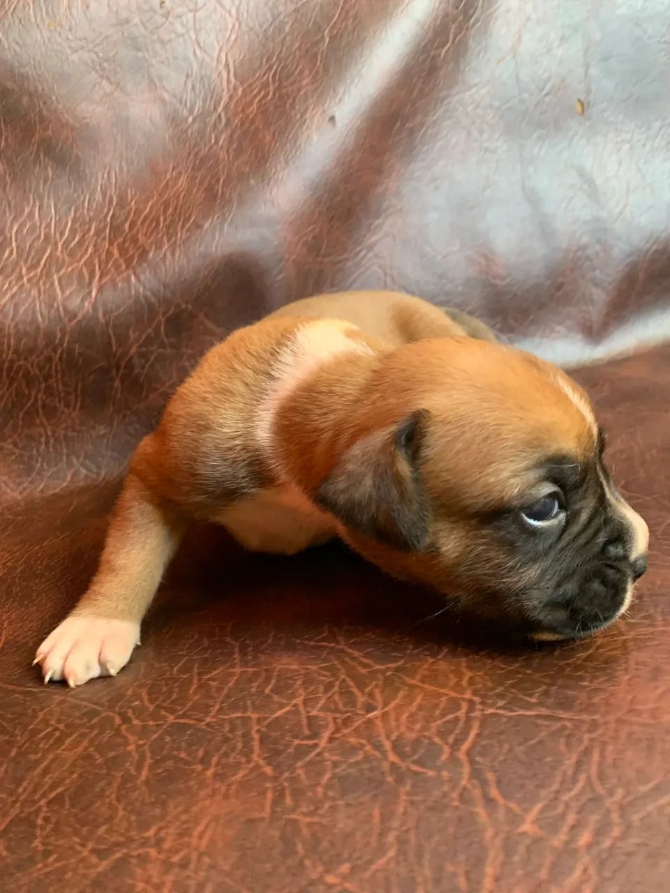 Filhote de boxer - Foto 4