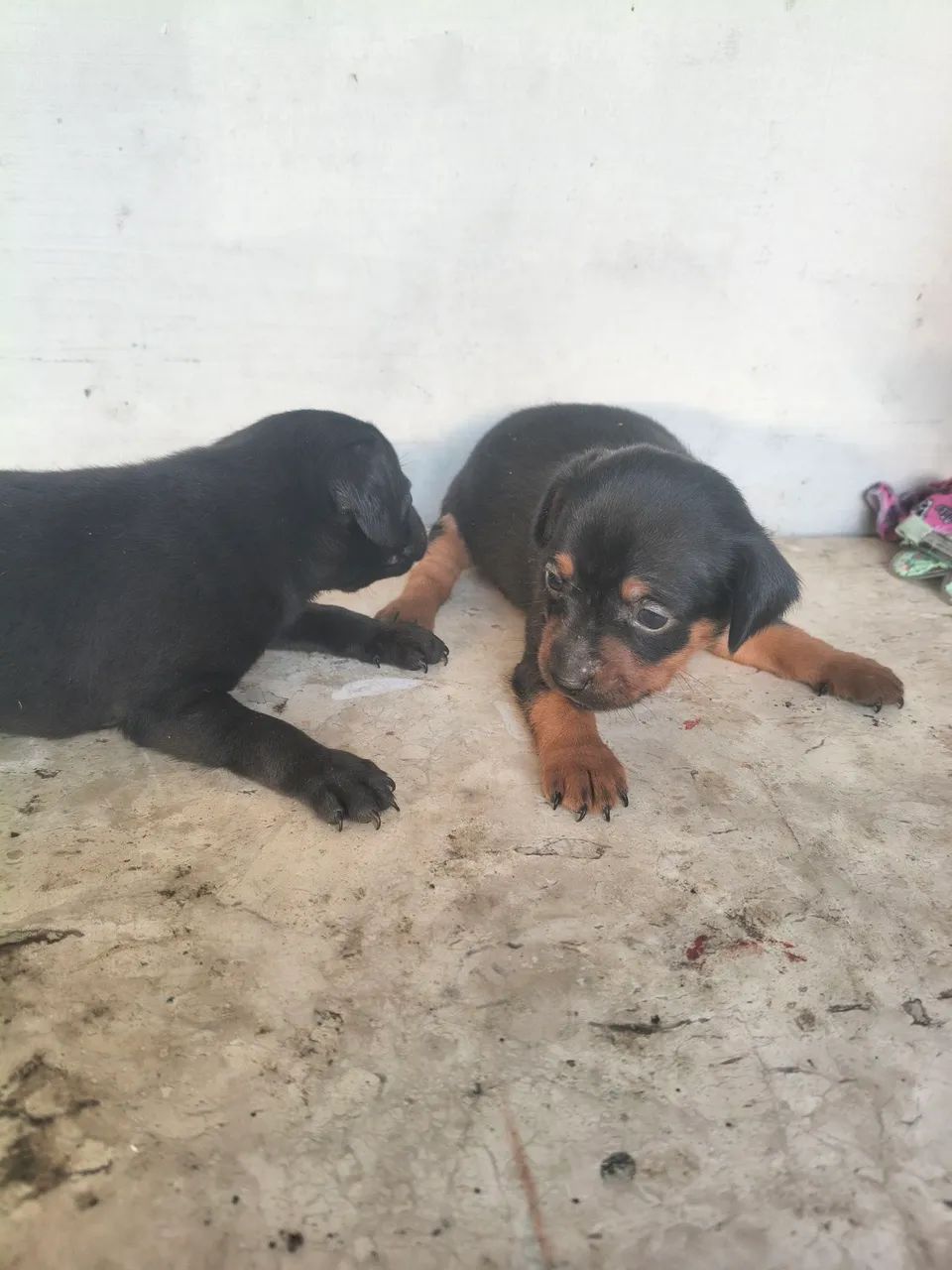 Miniatura pinscher 