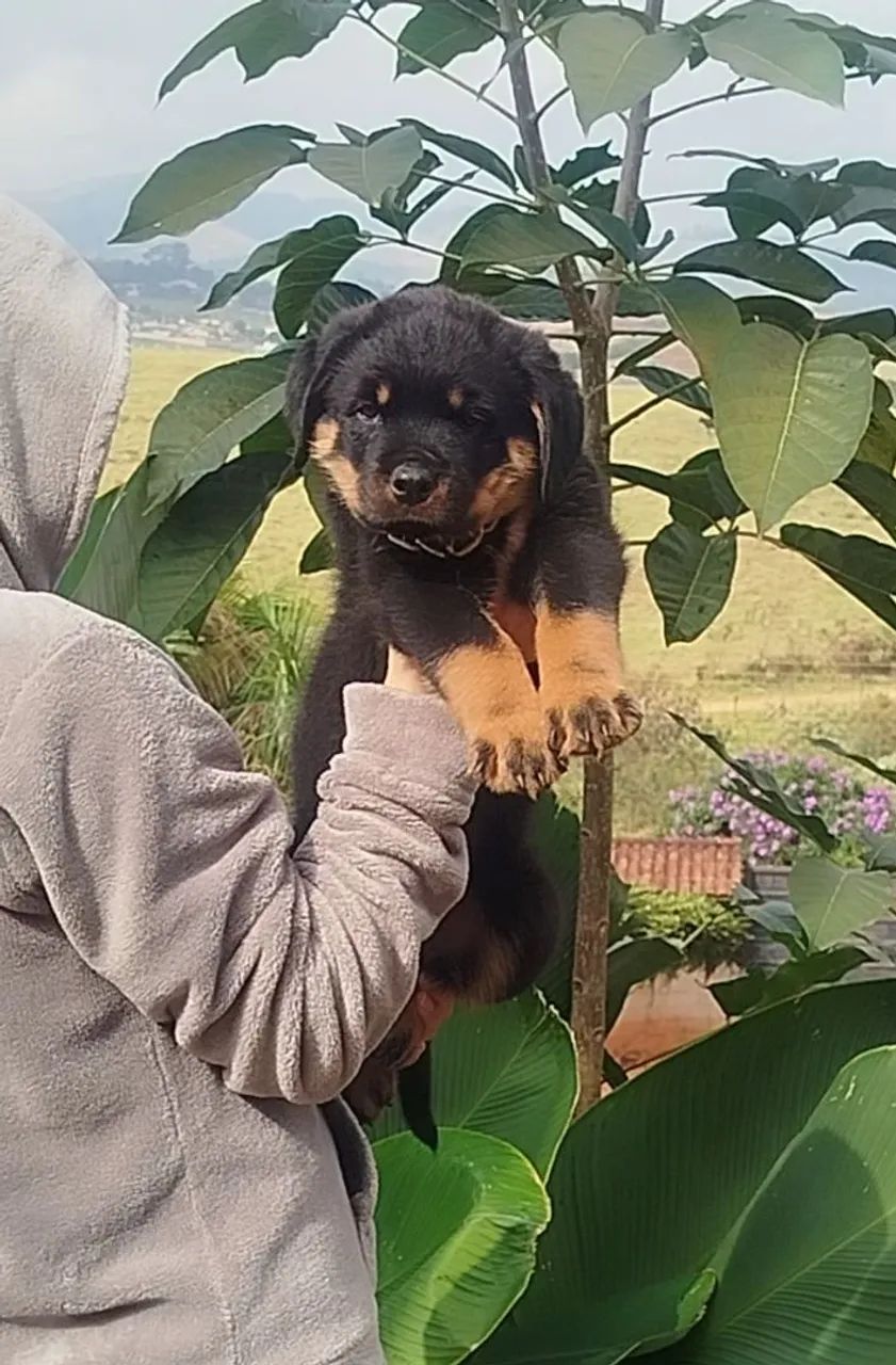 FEMEA ROTTWEILERS - Foto 3