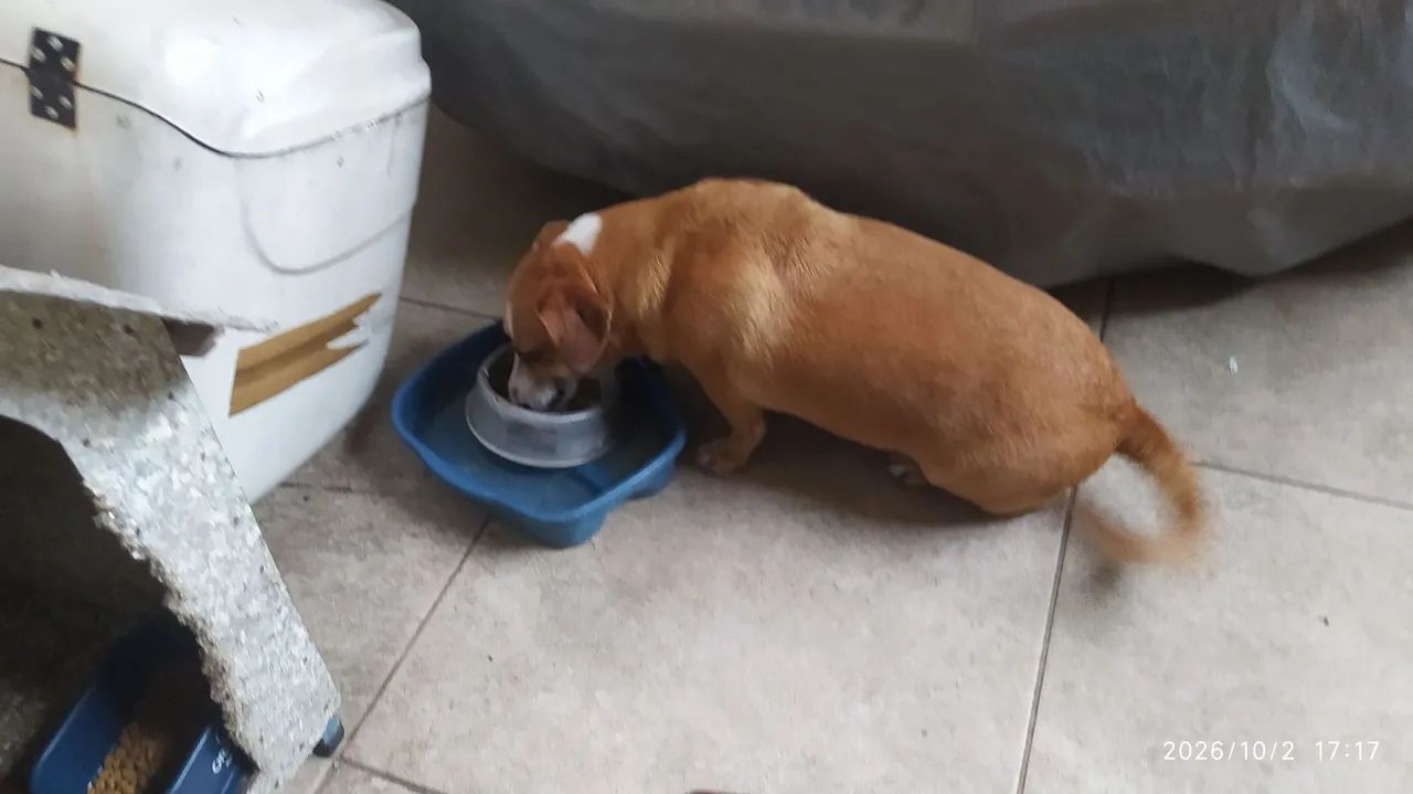 Cachorro para doar  - Foto 4