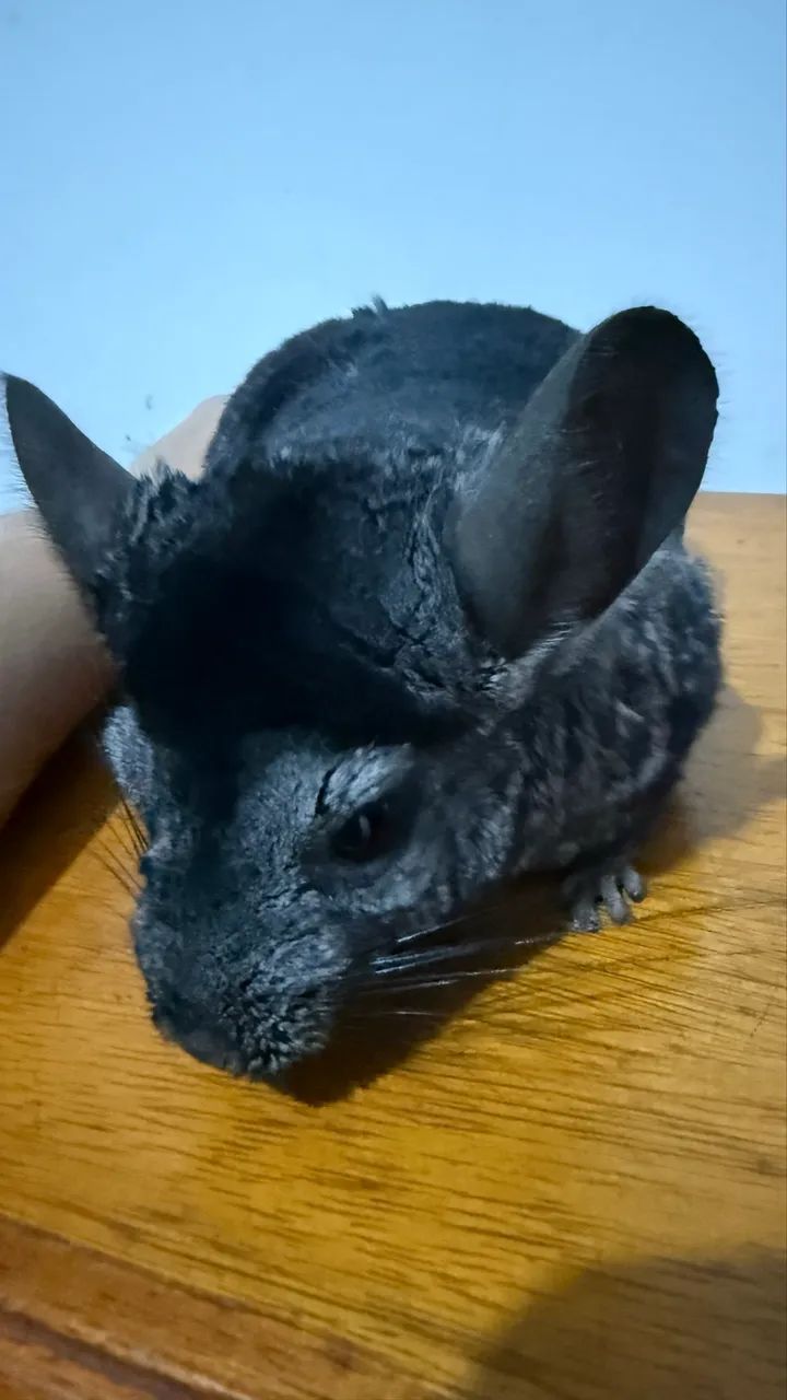 Chinchila com gaiola  - Foto 6