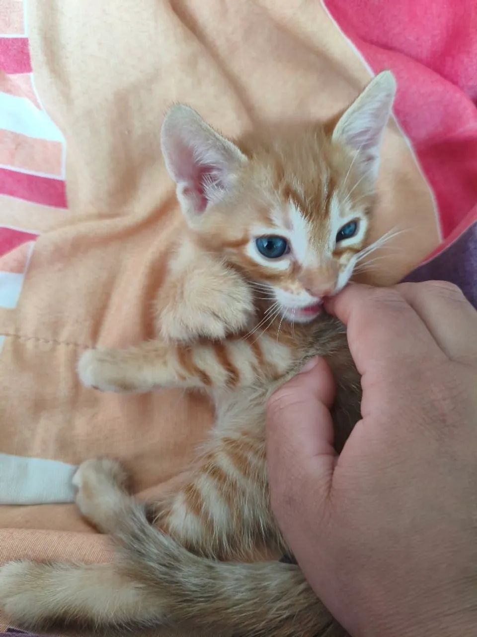 Gatinho filhote laranja - Foto 3