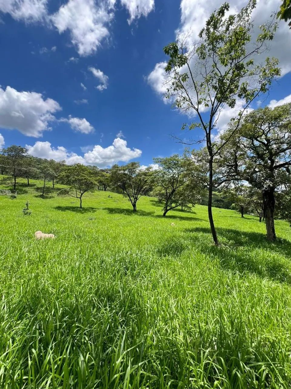 Terreno de 5 mil metros em itaguara  - Foto 3