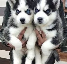 huskies preto e branco veja o seu 