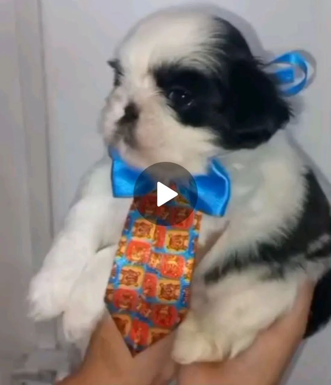Shihtzu macho