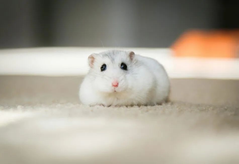 Hamisters  - Foto 4
