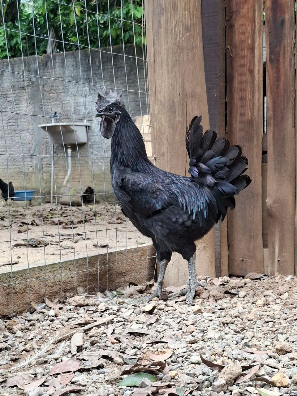 Ayam cemani