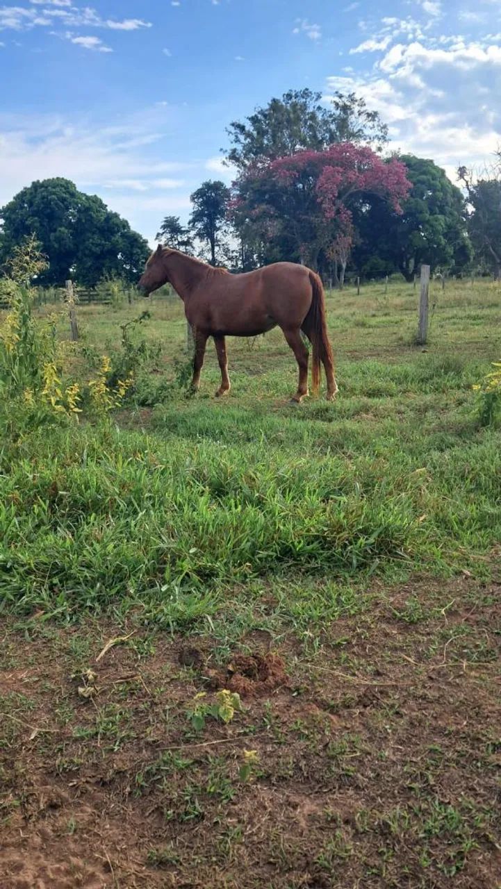Vendo egua chucra - Foto 3