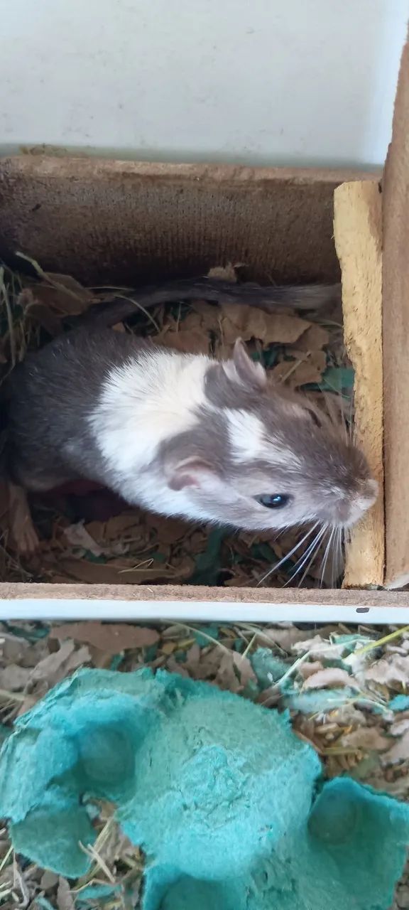 Gerbil do amor.  - Foto 4