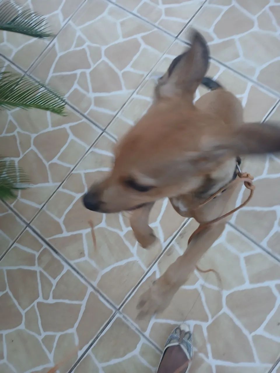 Cachorro macho - Foto 2