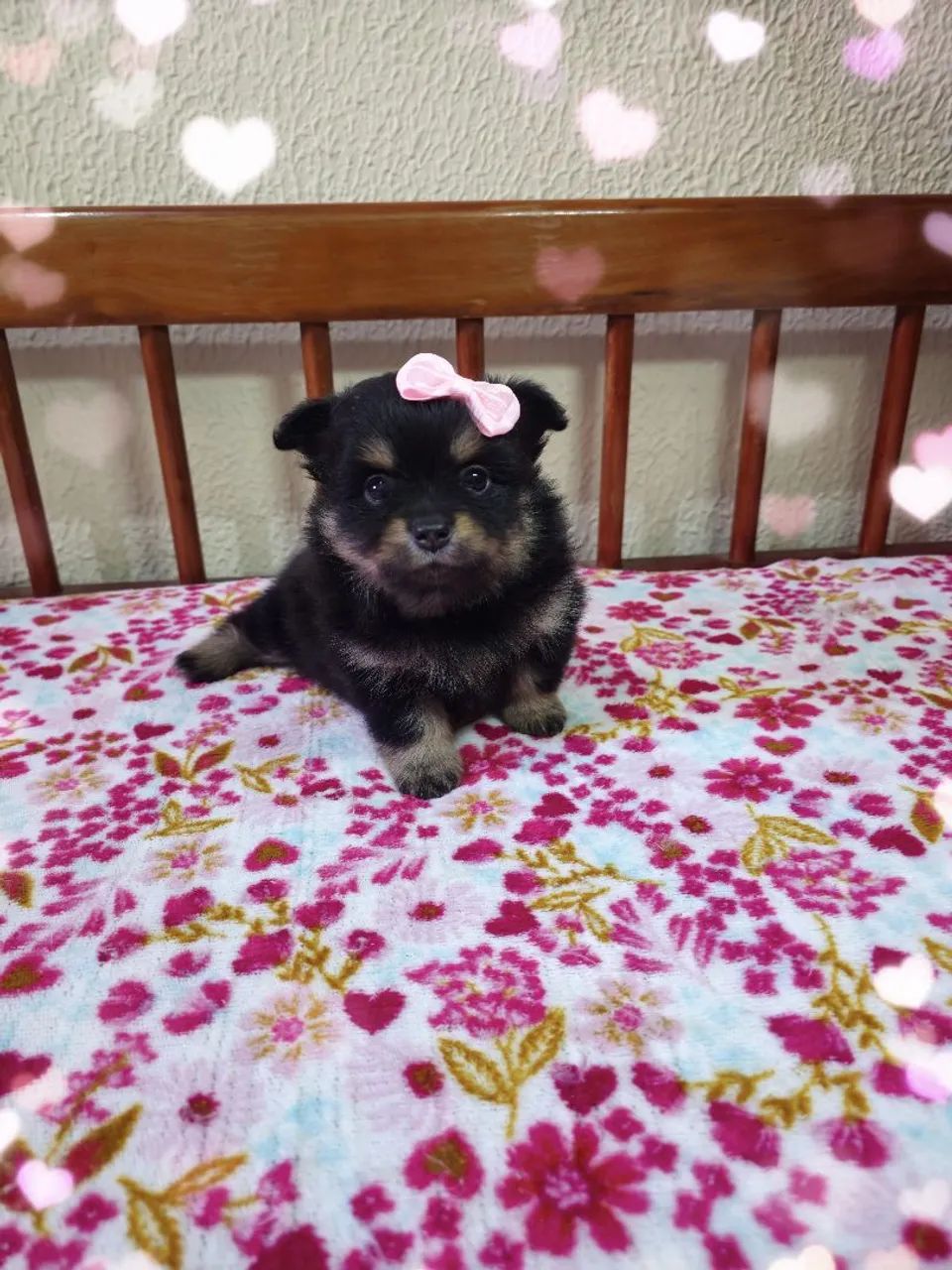 Spitz alemão  - Foto 4