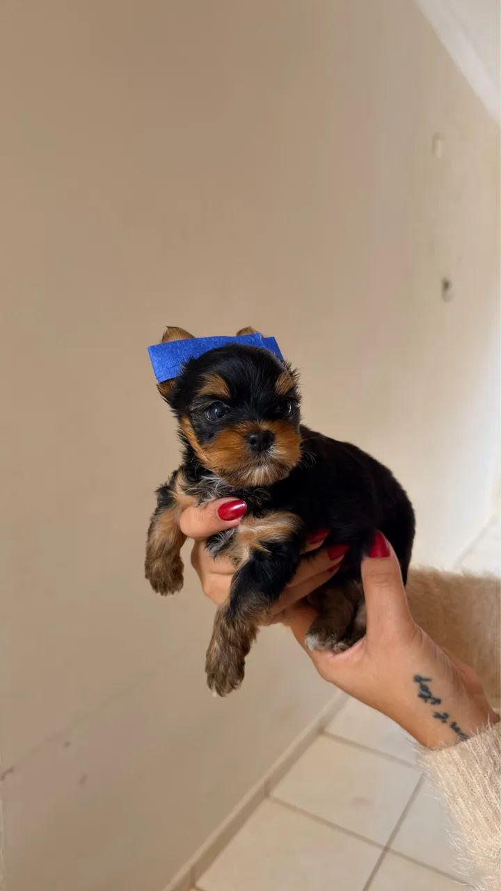 Filhotes yorkshire terrier  - Foto 5