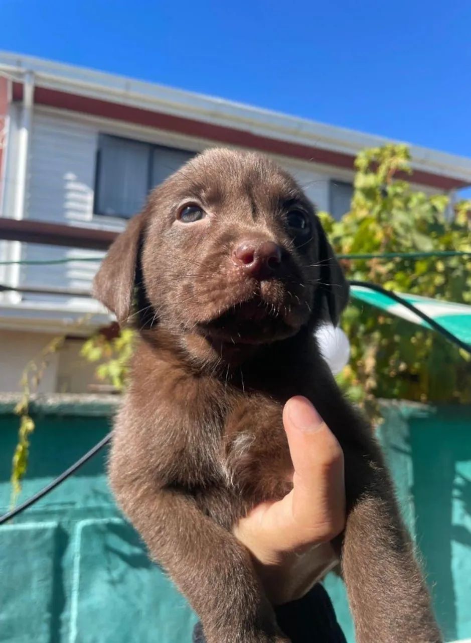 Labrador lindo 