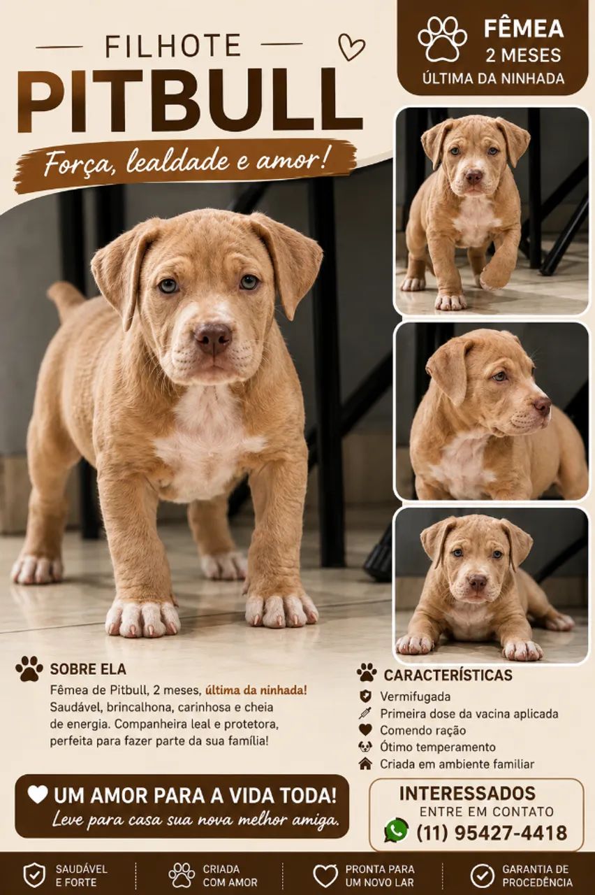 Cachorro - Foto 2