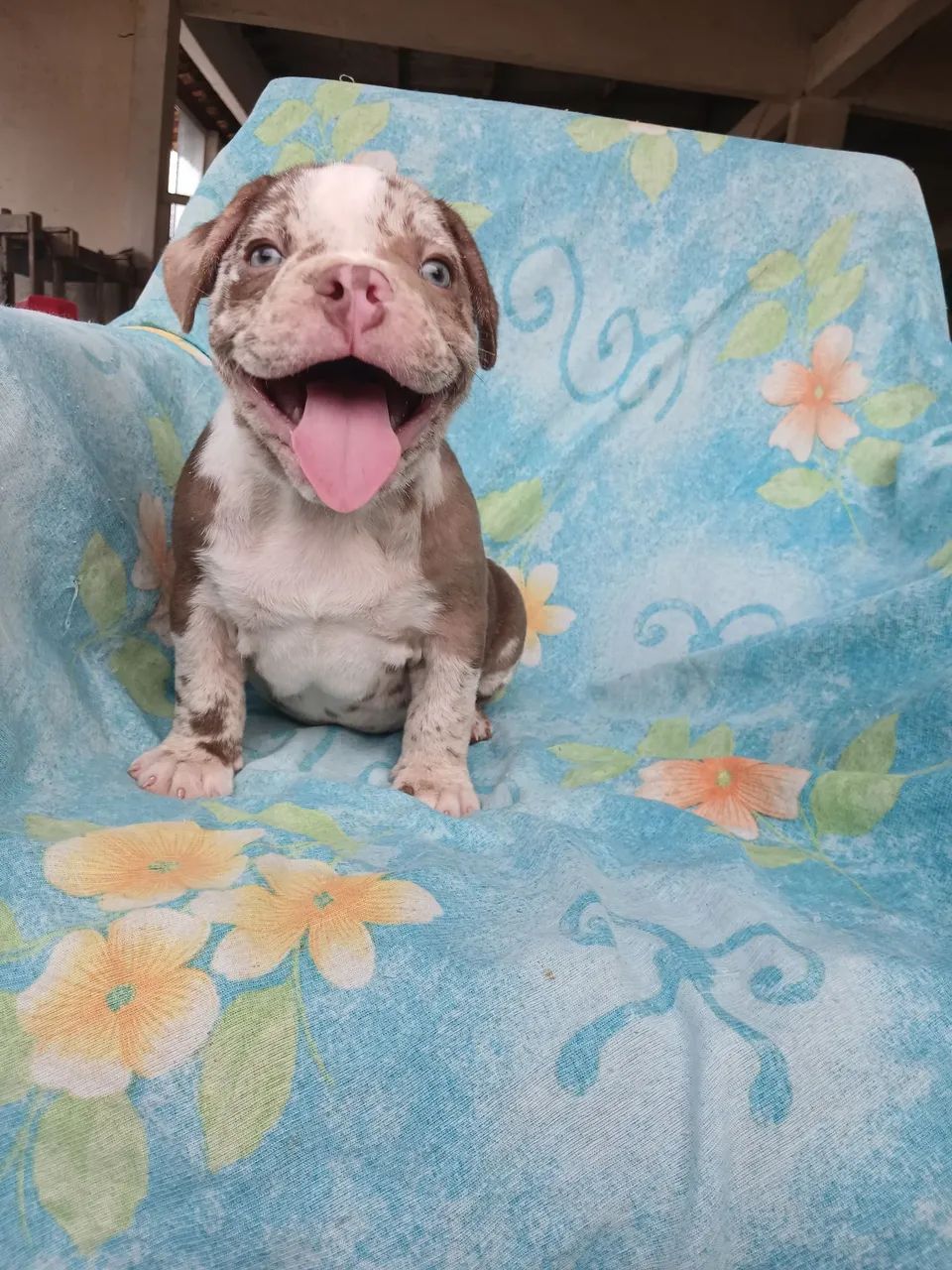 American bully  - Foto 2