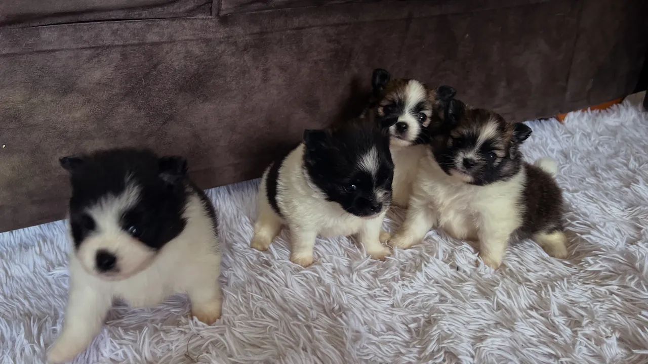 Spitz Alemão - @canil.talassa