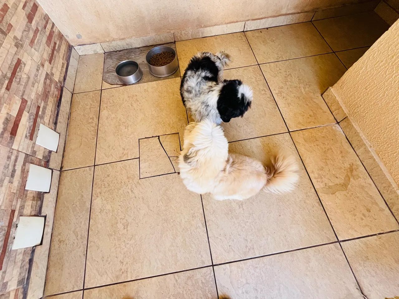  Doação de cachorro  - Foto 4