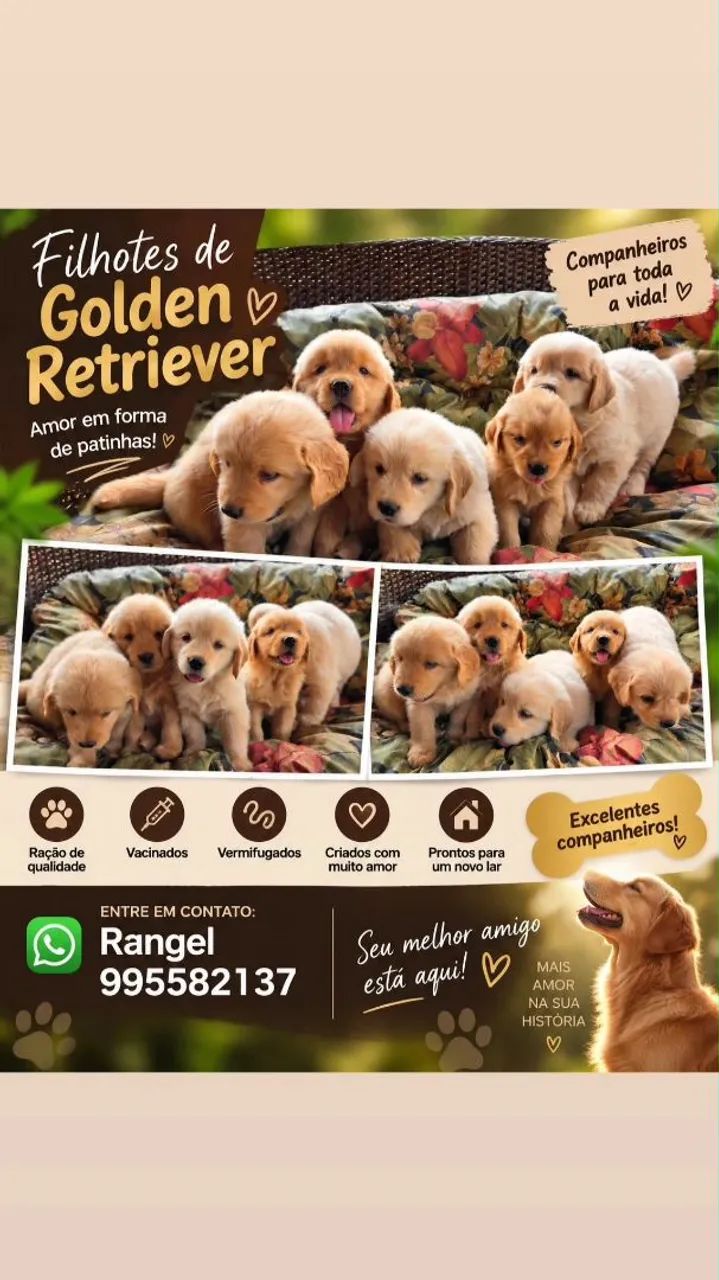 Golden Retrível