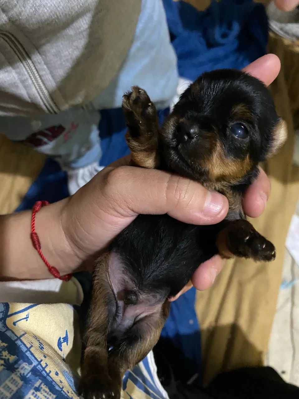 Filhote micro macho de Yorkshire  - Foto 4