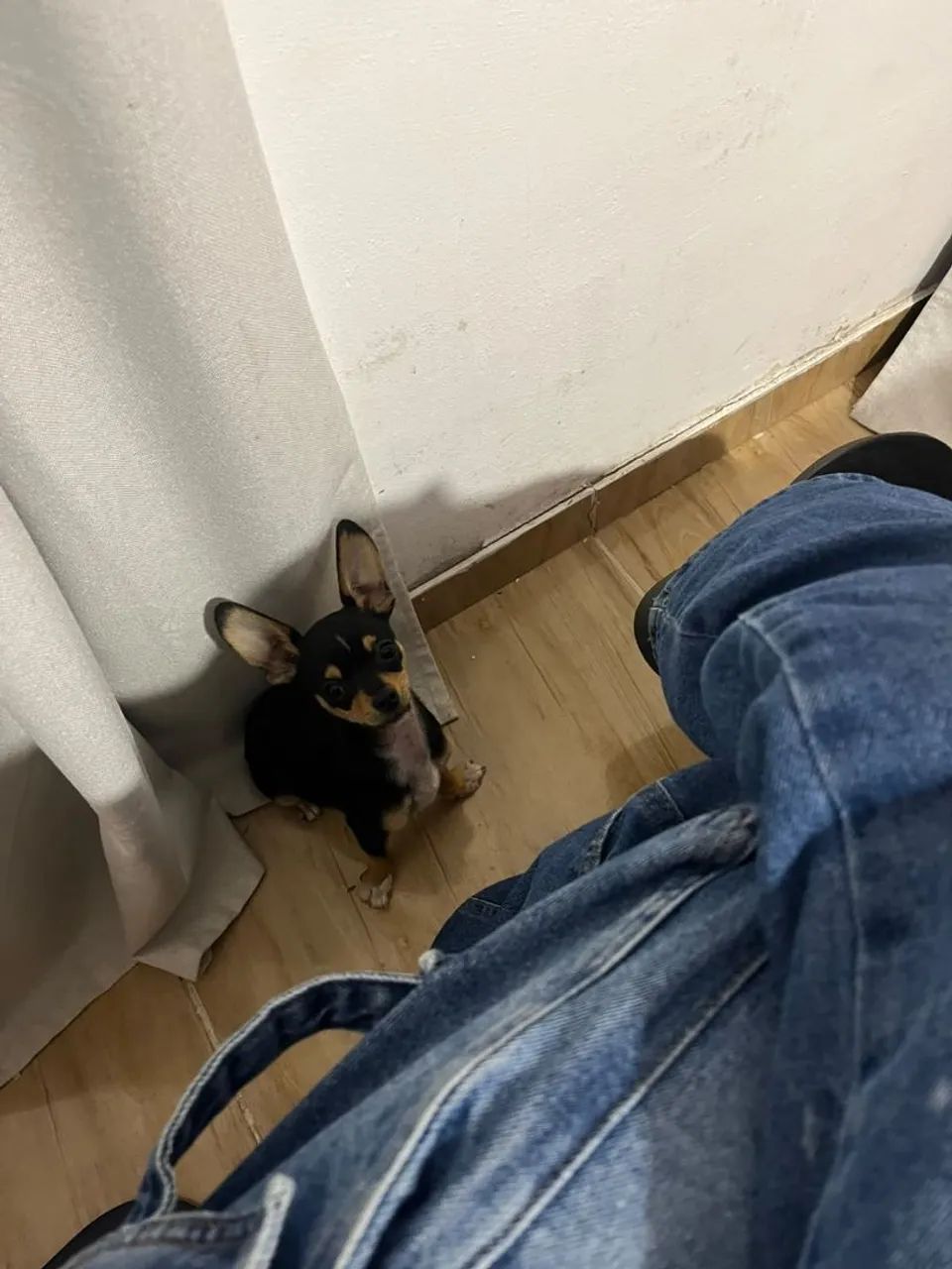 Pet - Foto 2