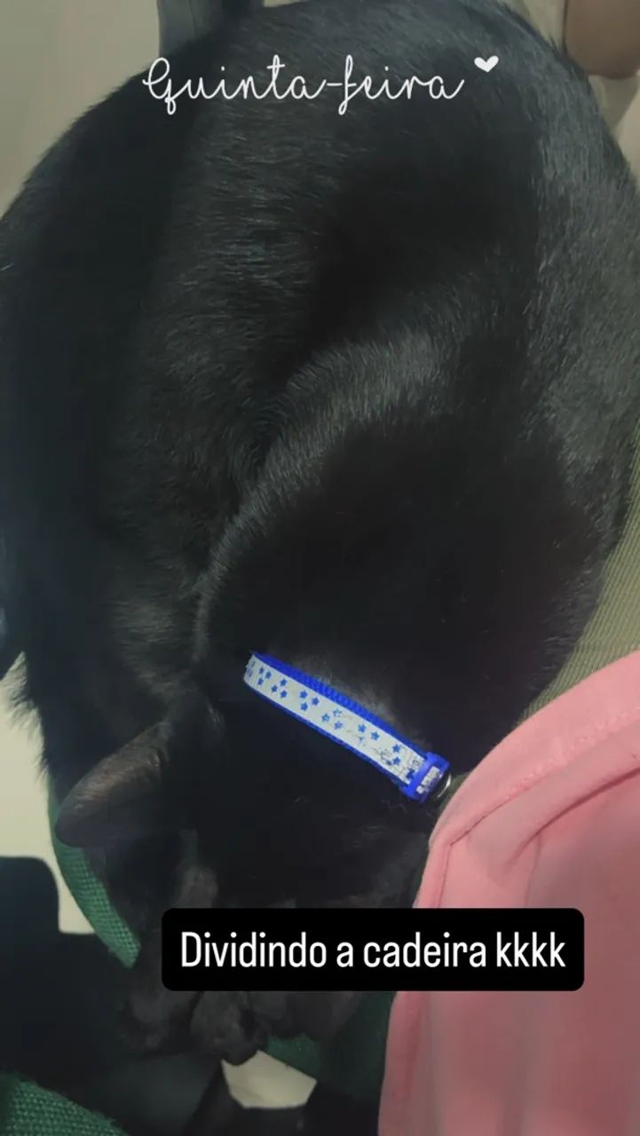 Animais  - Foto 3
