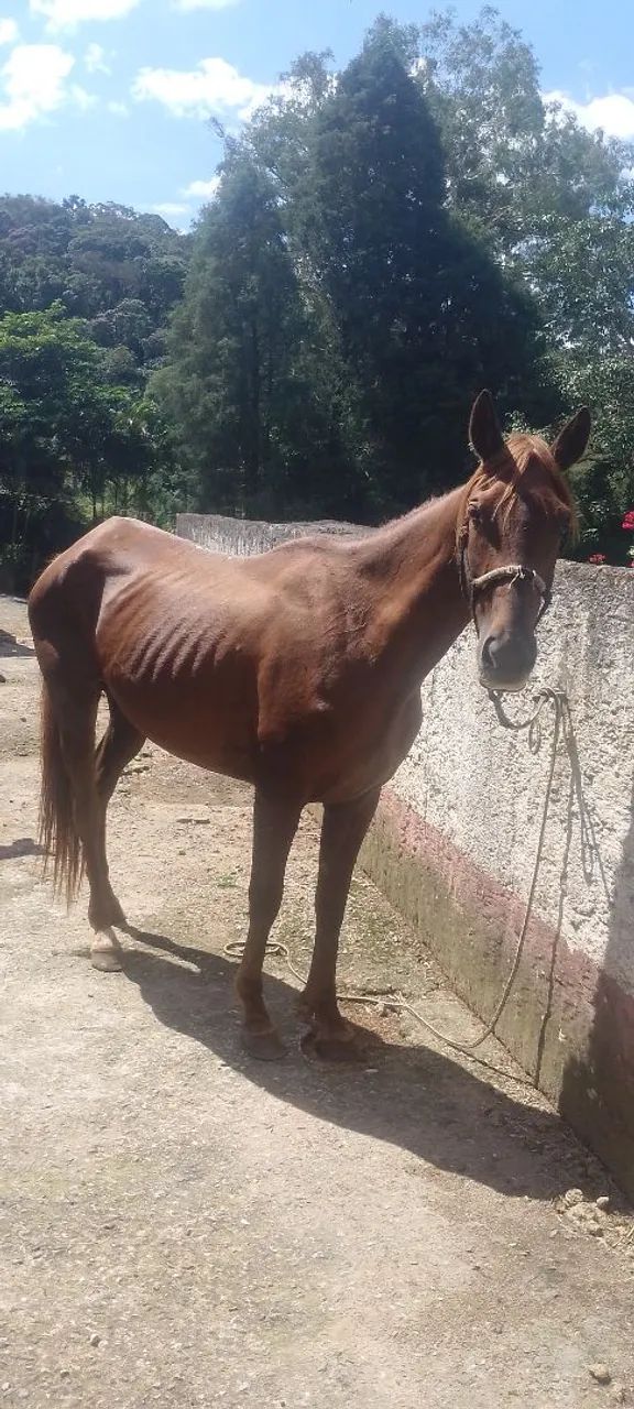 Égua mestiça de engate  - Foto 2