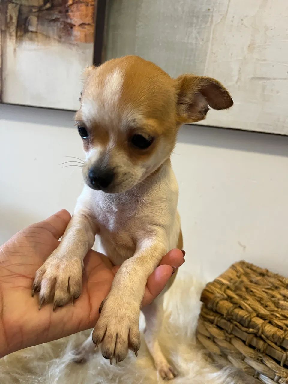 Chihuahua macho promoção 