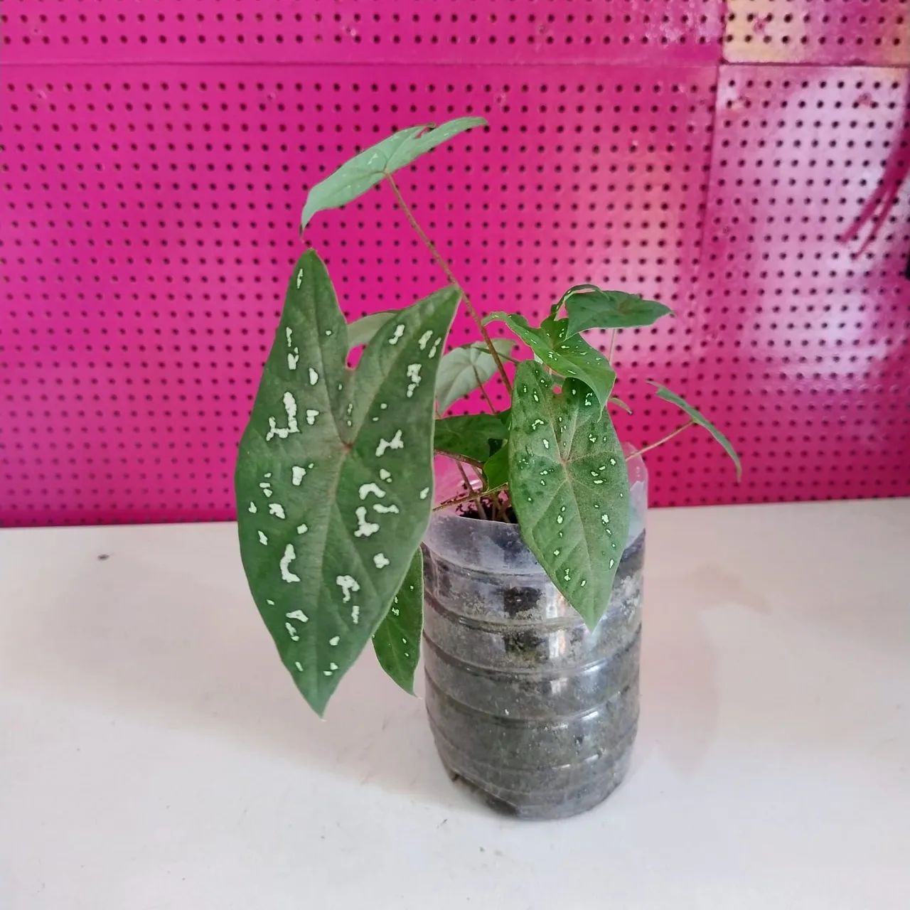 Mudinhas de plantas  - Foto 4