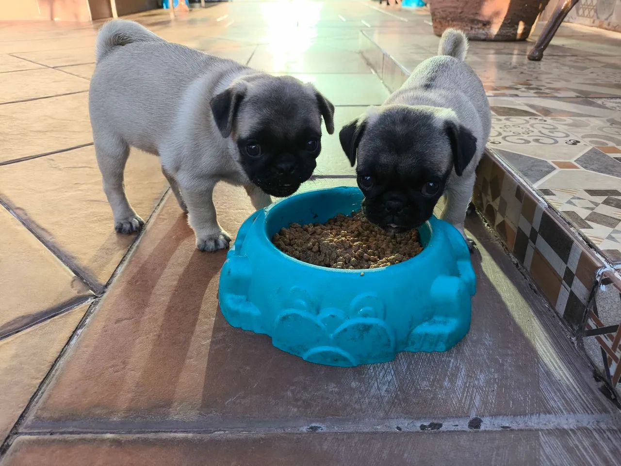 Filhote de Pug  - Foto 2