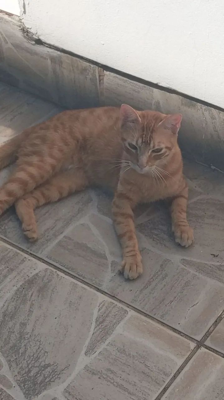 Gatinho laranja para adoção 