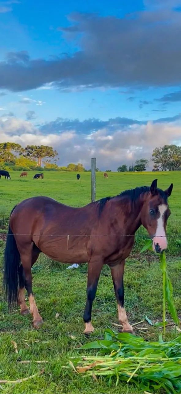 Cavalo