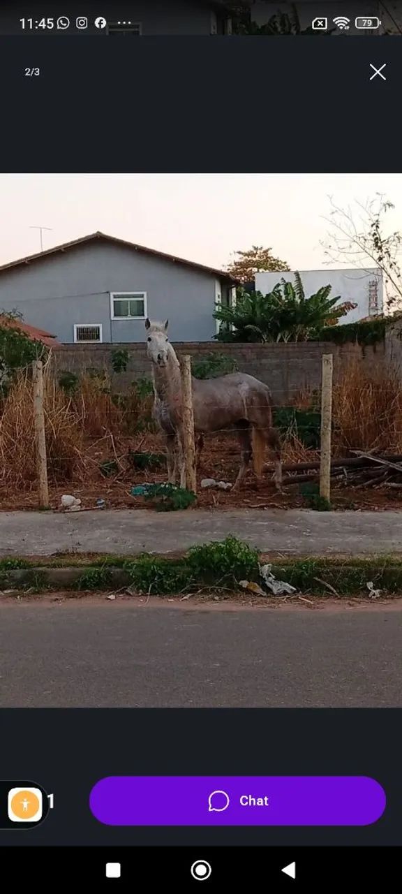 Cavalo 