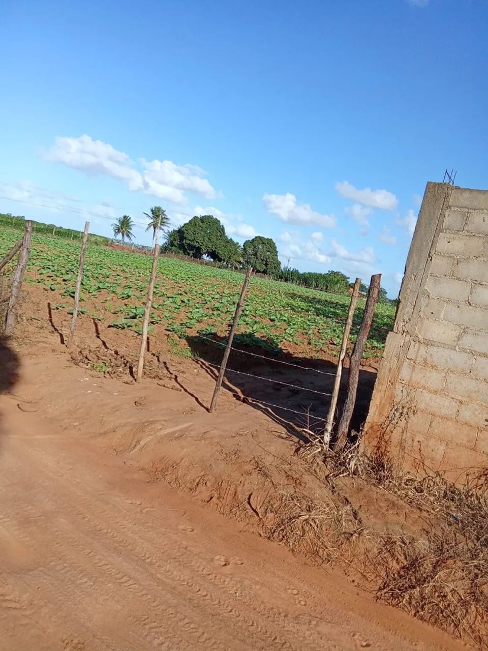Terreno no sítio oitizeiro a 6km de Arapiraca - Foto 5
