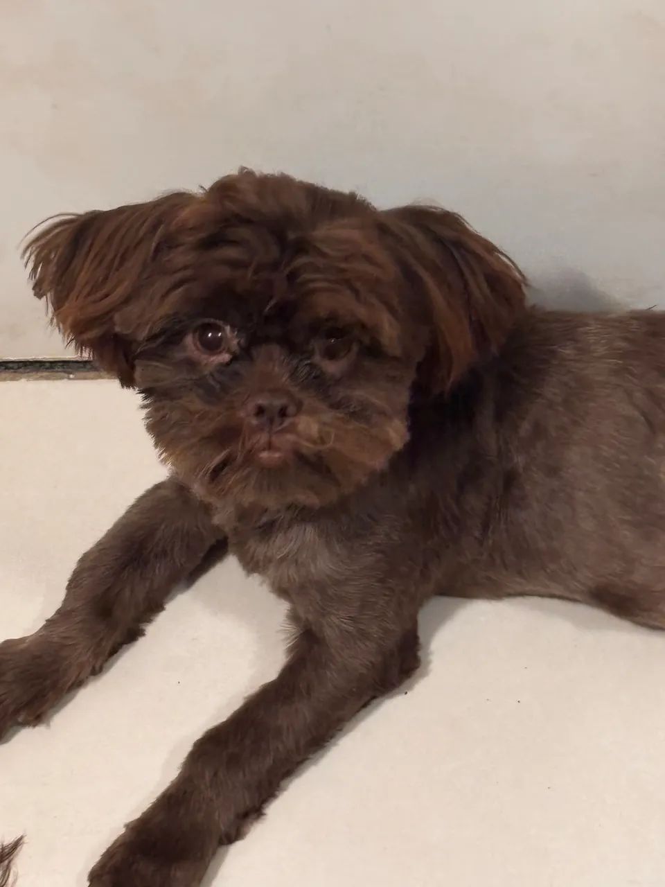 Shih tzu
