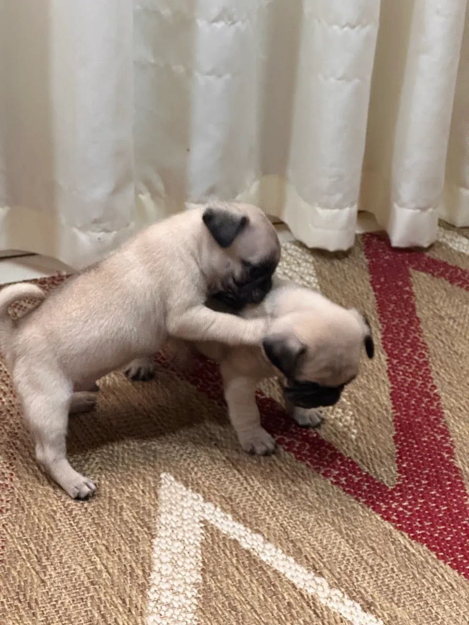 Vendas Pug - Foto 3