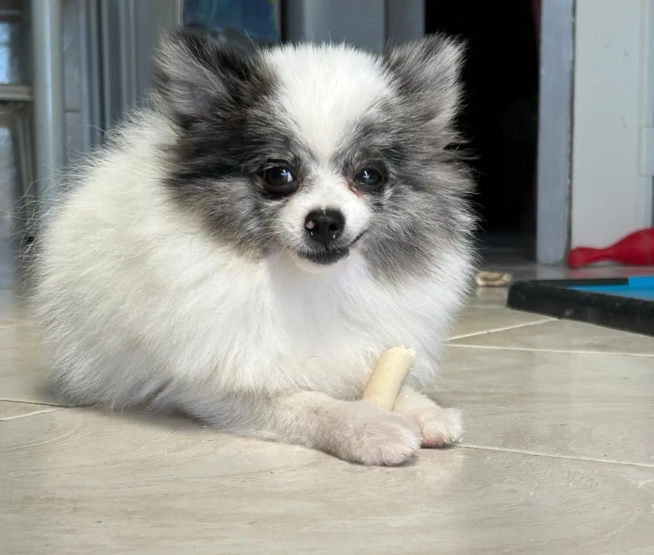 Lulu da Pomerânia mini (macho) - Foto 3