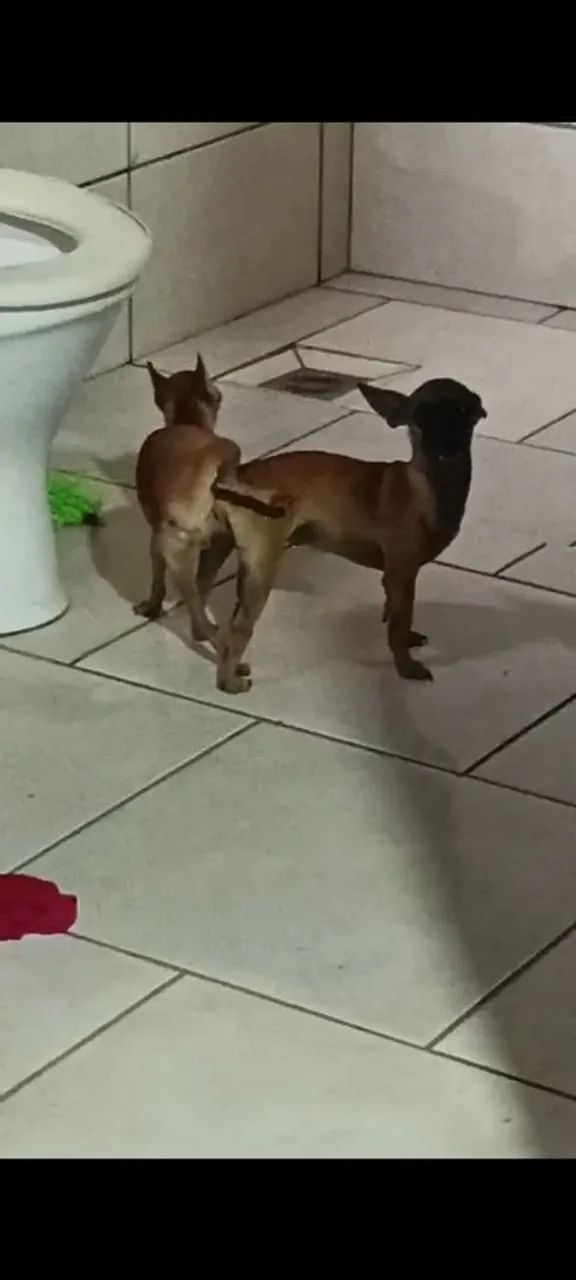 Pinscher miniatura 
