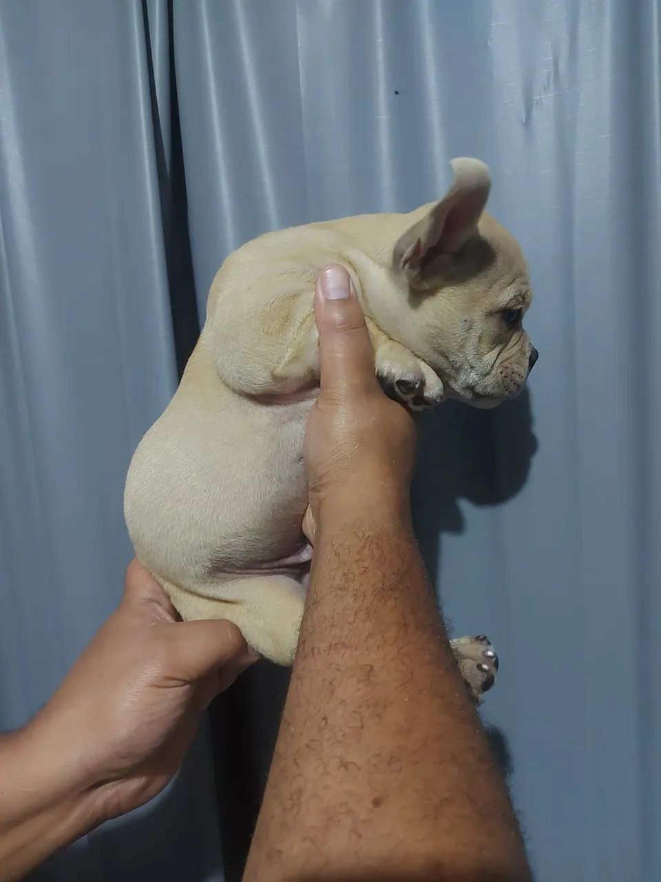 American bully micro 