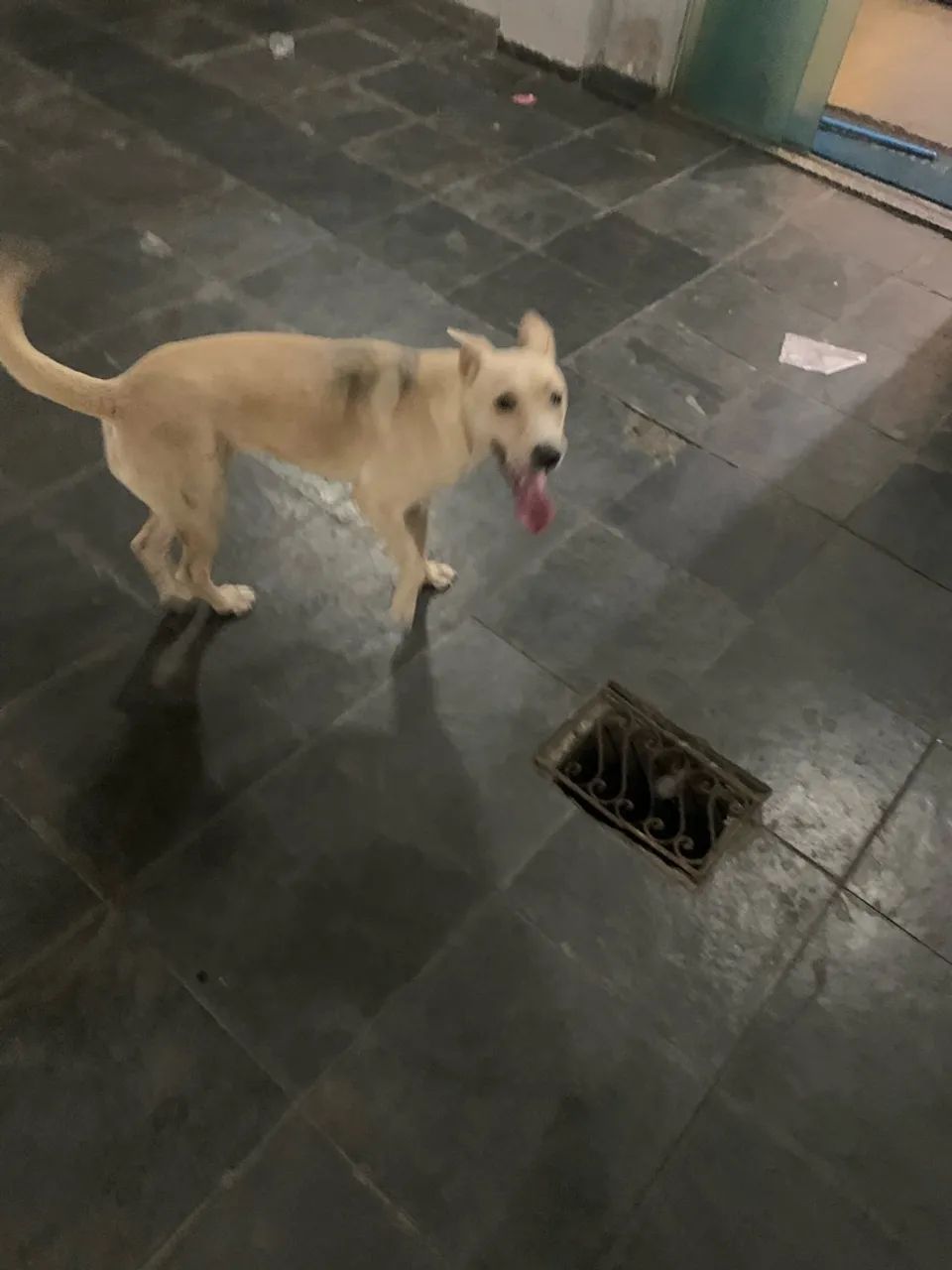 Cachorro para doacao 