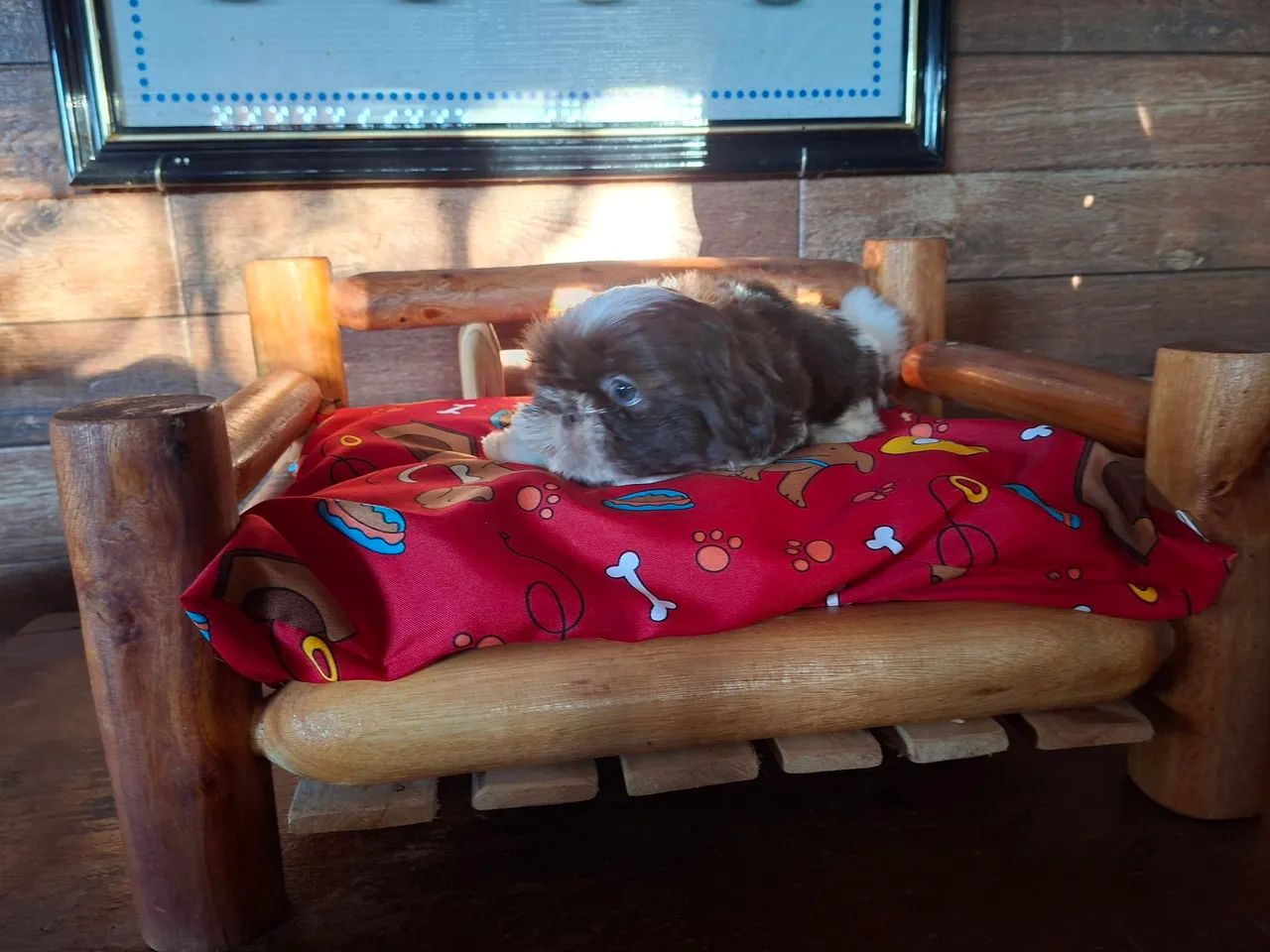 Bebê shih tzu - Foto 2
