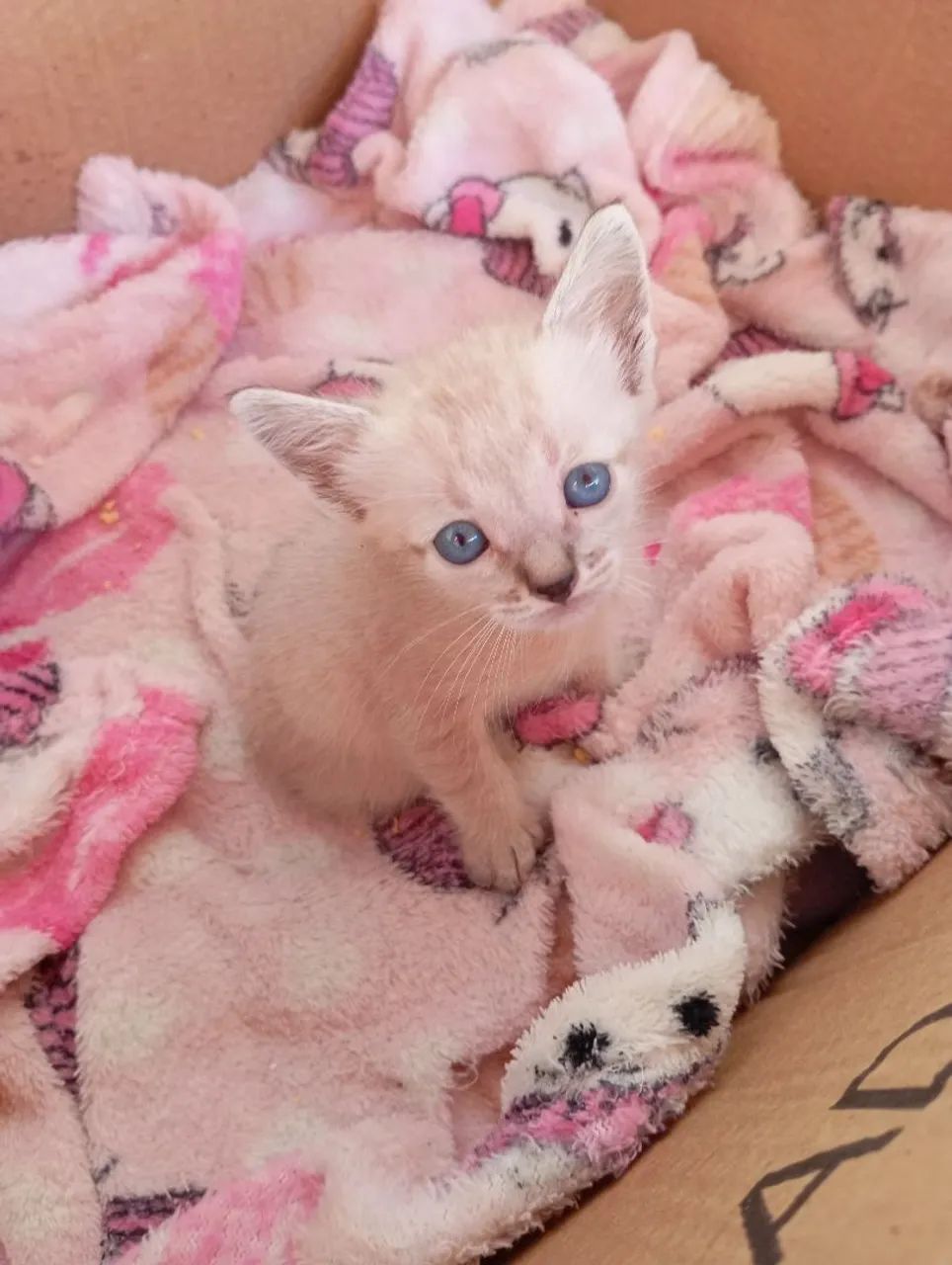 Doação gatos - Foto 5