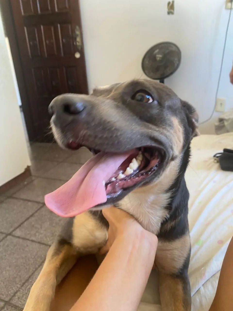 Doação de uma cachorrinha  - Foto 3