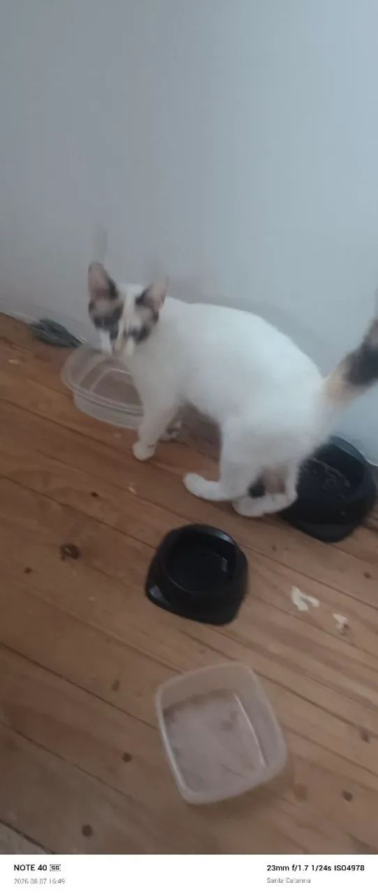 Dos se gatinhas - Foto 2