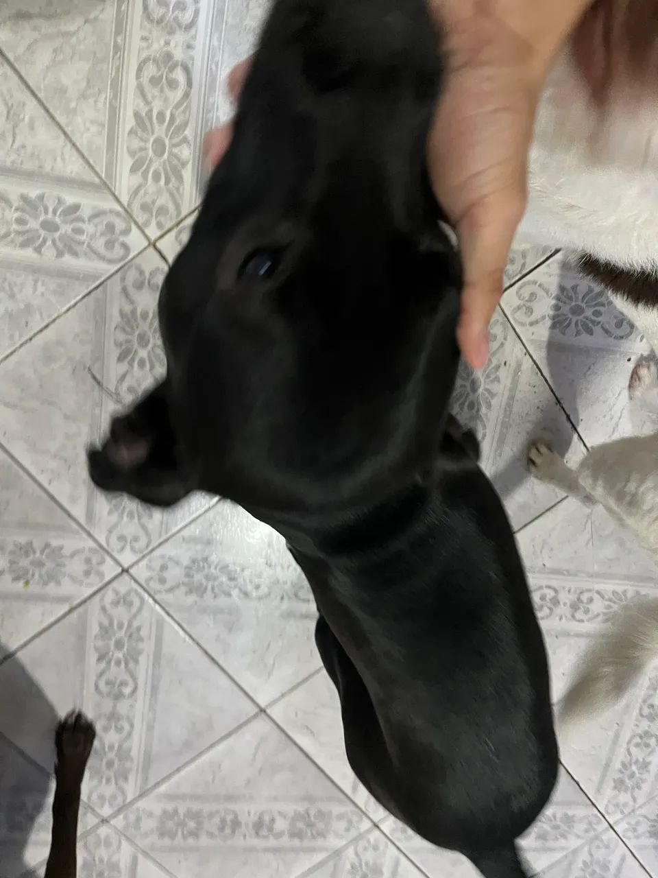 Cachorro dócil  - Foto 5