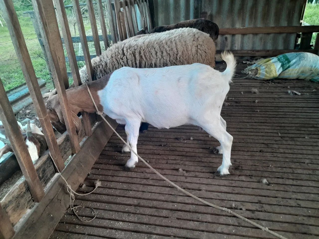Cabras boer 