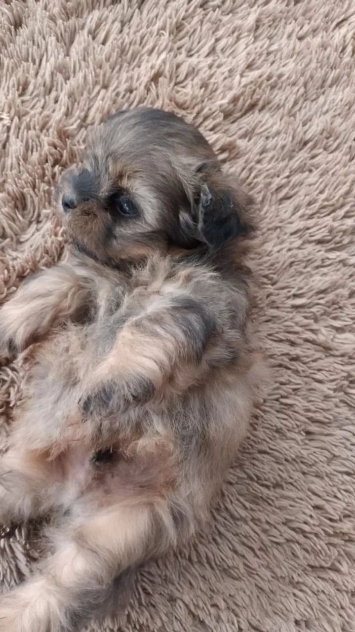 Lhasa apso  - Foto 2
